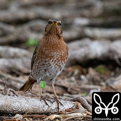 越冬中の愛想のいいハチジョウツグミ。