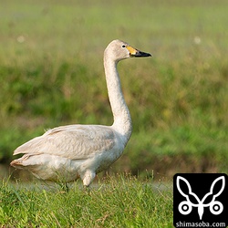 1月から滞在しているコハクチョウ。顔は成鳥と変わらないほどに成長しました。