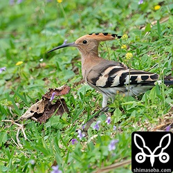 紫色のリュウキュウコスミレや黄色の花に囲まれて春らしいヤツガシラでした。