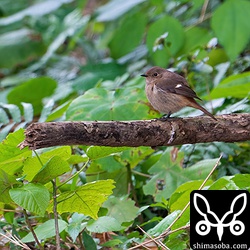 ジョウビタキのオスは繁殖地へ渡ったのかほとんど見えなくなり、残るはメスばかり。