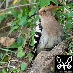 急斜面の岩を止まり木にしていました。