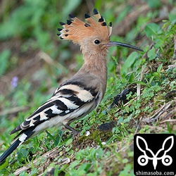 カラスに驚いて冠羽を広げる。