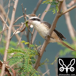 イナゴを捕まえたシマアカモズのオス成鳥。越冬個体で昨年末から同じ田んぼを縄張りにしています。