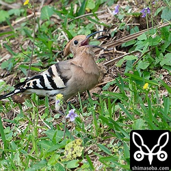 ゴキブリを放り投げてパクッ。