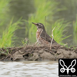今冬、田んぼで越冬したハチジョウツグミ。まもなく見えなくなるでしょう。