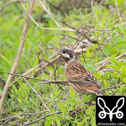 遠くの畔に降りた。