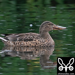 ハシビロガモのメス非生殖羽。