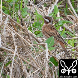 シラガホオジロは写真に写る枯れたイネ科の植物と思われるものの茎を食っていた。