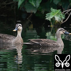 カルガモは石垣島で周年生息していますが、春と秋の渡りの季節は通過組が追加されて一時的に激増します。
