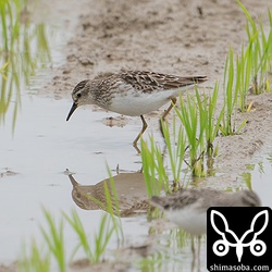 ヒバリシギ第1回冬羽。