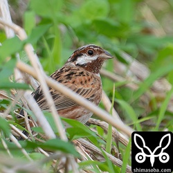 畔の草むらから顔を出しました。草むらに潜っていることが多く、一度見失うと探し出すのに一苦労。
