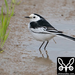 ホオジロハクセキレイ成鳥オスの夏羽。