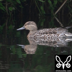 コガモのメス成鳥。
