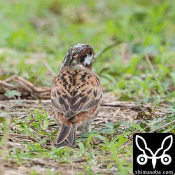 シラガホオジロの背中。飛ぶと尾羽の外側と翼の赤茶色が非常に目立ちます。飛ぶ姿はエンベリそのものって感じでした。