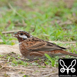 反対側から。シラガホオジロは農道や畔に落ちている何かを食っていました。
