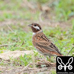 人の気配に少し警戒するシラガホオジロ。警戒心強めの個体でここまで近寄るのにかなりの苦労を要しました。^^;