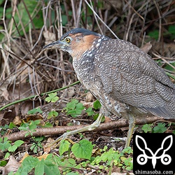 昨年生まれのズグロミゾゴイ。県道沿いでしょっちゅう餌探ししています。交通事故が心配。