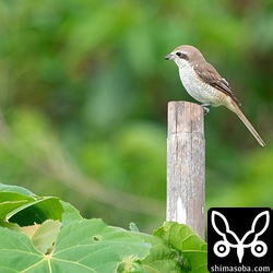 シマアカモズのメス。芝生に現れる虫を捕まえていました。