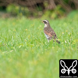 ツグミのオス第1回冬羽。まもなく繁殖地に向け旅立ち、いなくなります。