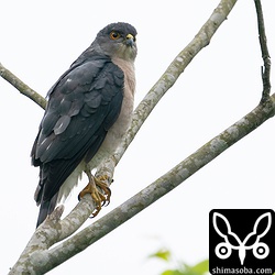 リュウキュウツミの成鳥オス。近くで見ると驚くほど小さいです。そして美しい。^^