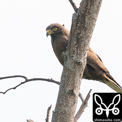 暗色型サシバにしては警戒心の弱い個体。