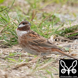 滞在期間が長くなるにつれ、多少は警戒心がとけて撮りやすくなったシラガホオジロです。