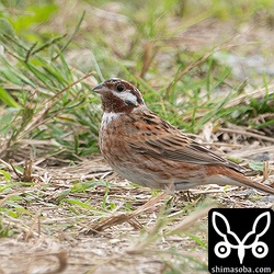 石垣島のアイドル、シラガホオジロのオス。沖縄ではコホオアカ以外のホオジロ科は見る機会が少ないです。
