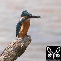 近くにカワセミのオス。