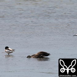 長期滞在のツクシガモ。ソリハシセイタカシギも同所で長期滞在。
