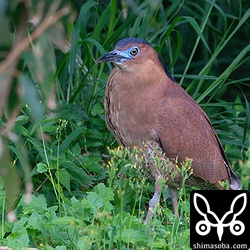 婚姻色で顔が青く染まるズグロミゾゴイ。