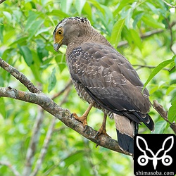 上の個体とペア。メスと思われる。