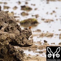 海岸のカワセミ。カワセミに限り、このサイズでも瞳AFが反応します。