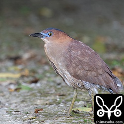 上のペアのメス。こちらも婚姻色。ここのペアは昨年は1羽のヒナを育て上げました。