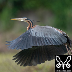 飛ぶムラサキサギ。オートフォーカスはしっかり目を追従していました。