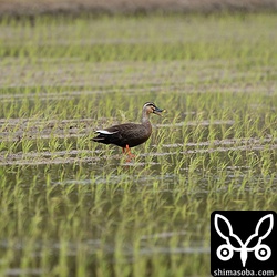 カルガモも渡り組がやってきて増えました。これも瞳はばっちり。