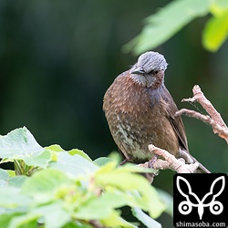普段撮ることはあまりないイシガキヒヨドリも瞳AFのテストで被写体になってもらいました。正面見たり横向いたりしてもしっかりAFが目を追いかけてくれました。