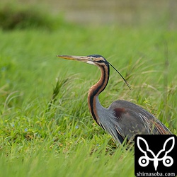 とまっているムラサキサギもしっかり反応。