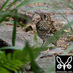 林道で見つけたトラツグミ。今季初。車から身を乗り出して無理やり撮りました。^^;