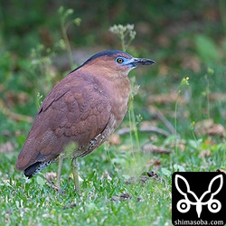 ズグロミゾゴイの成鳥オス。婚姻色が出て顔が青くなっています。
