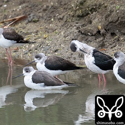 セイタカシギの群れ。瞳AFは全く反応せず。ファームウェアで対応して欲しいところ。