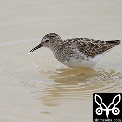 ヒバリシギの第1回冬羽。