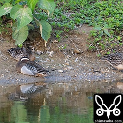 シマアジ3羽。全て生殖羽。