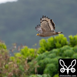 田んぼを横切るカンムリワシ。この時季はとても見いやすいです。