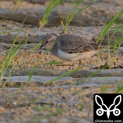 オジロトウネン成鳥冬羽。3羽がコチドリの群れと行動を共にしていました。