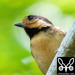 イシガキシジュウカラとは違ったかわいらしさがオリイヤマガラにはあります。