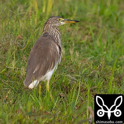 アカガシラサギは同じ田んぼに2羽。第1回冬羽。