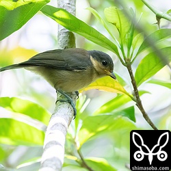 オリイヤマガラの幼鳥。成鳥にならないとヤマガラやアマミヤマガラとの違いは分かりませんね。