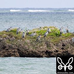 渡り途中に立ち寄ったとみられるアオサギの群れ。婚姻色が出つつあり、いかにも春の渡りという感じがしますね。