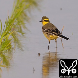 ほぼ夏羽に衣替えした(キマユ)ツメナガセキレイのオス。