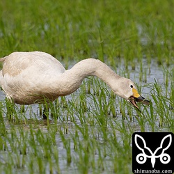 植えられたばかりの苗を食うコハクチョウ。心優しい農家でよかったです。